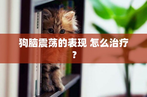 狗腦震蕩的表現 怎么治療？