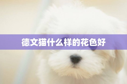 德文貓什么樣的花色好