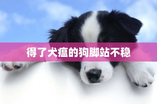 得了犬瘟的狗腳站不穩