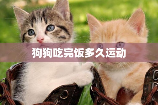 狗狗吃完飯多久運動
