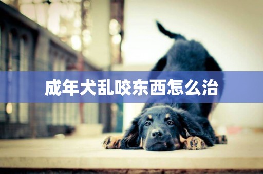 成年犬亂咬東西怎么治