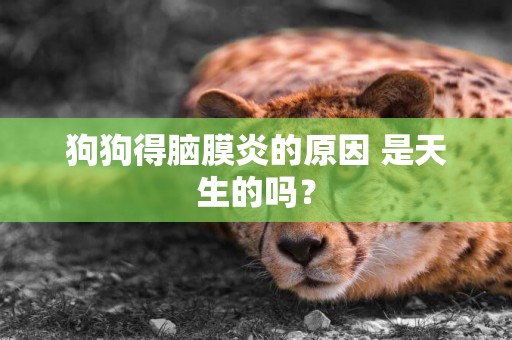 狗狗得腦膜炎的原因 是天生的嗎？