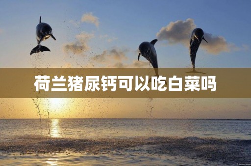 荷蘭豬尿鈣可以吃白菜嗎