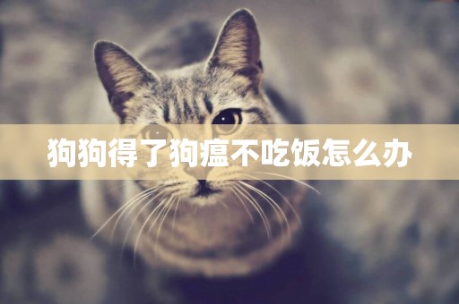 狗狗得了狗瘟不吃飯怎么辦