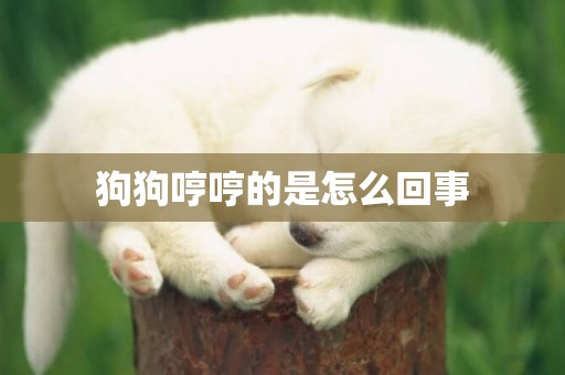 狗狗哼哼的是怎么回事
