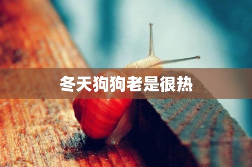 冬天狗狗老是很熱