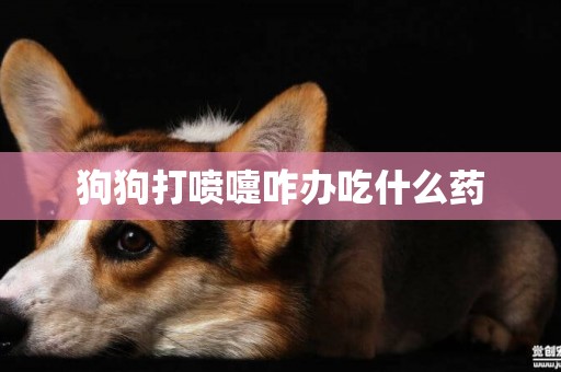 狗狗打噴嚏咋辦吃什么藥