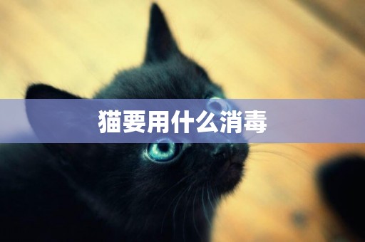 貓要用什么消毒