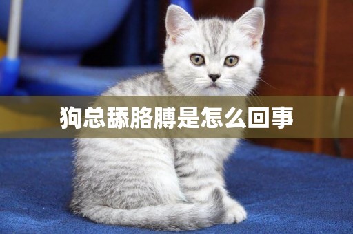 狗總舔胳膊是怎么回事