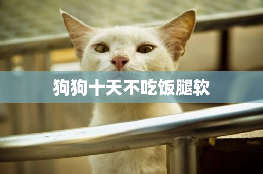 狗狗十天不吃飯腿軟