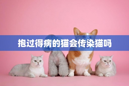 抱過得病的貓會傳染貓嗎