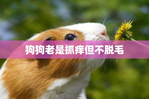 狗狗老是抓癢但不脫毛