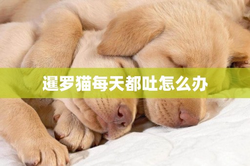暹羅貓每天都吐怎么辦