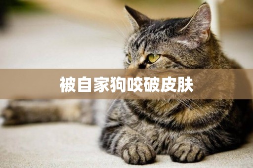被自家狗咬破皮膚