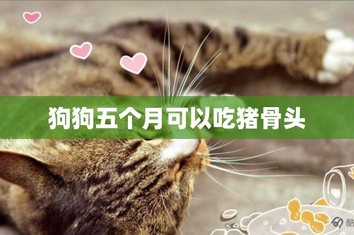 狗狗五個月可以吃豬骨頭