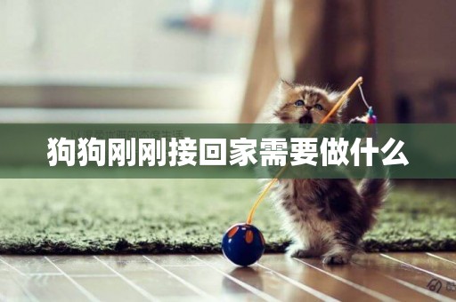狗狗剛剛接回家需要做什么