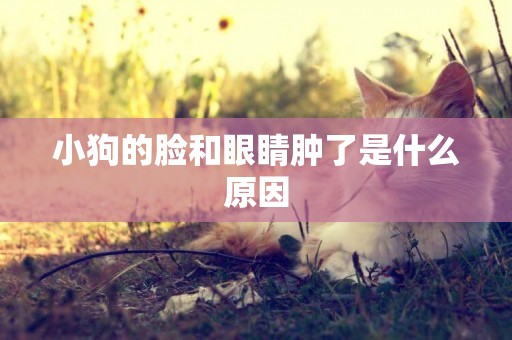 小狗的臉和眼睛腫了是什么原因