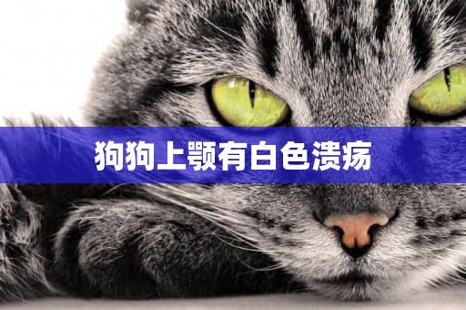 狗狗上顎有白色潰瘍