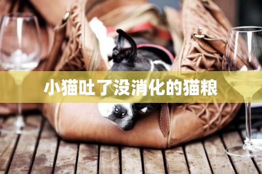 小貓吐了沒消化的貓糧