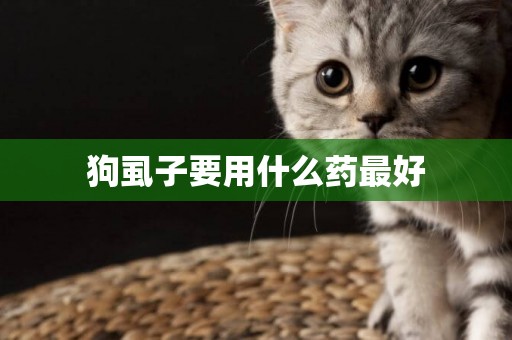 狗虱子要用什么藥最好