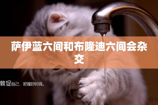 薩伊藍六間和布隆迪六間會雜交