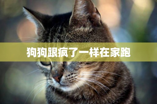 狗狗跟瘋了一樣在家跑