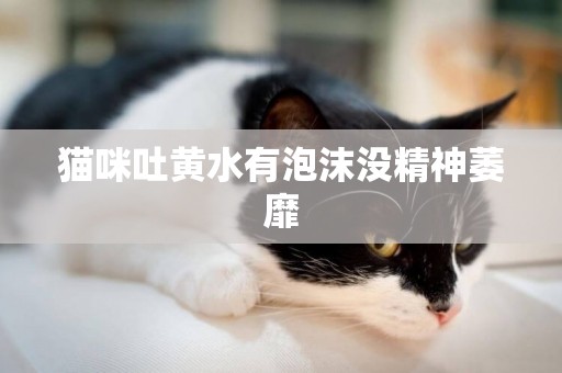 貓咪吐黃水有泡沫沒精神萎靡