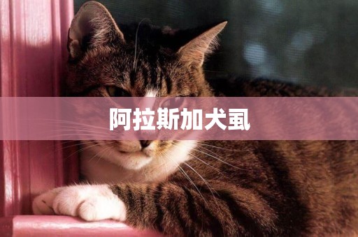 阿拉斯加犬虱