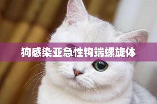狗感染亞急性鉤端螺旋體