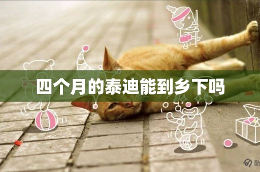 四個月的泰迪能到鄉下嗎
