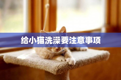 給小貓洗澡要注意事項