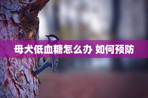 母犬低血糖怎么辦 如何預防