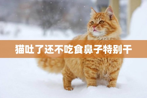 貓吐了還不吃食鼻子特別干