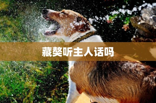 藏獒聽主人話嗎
