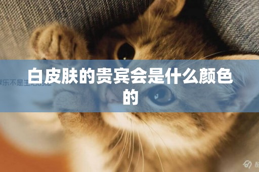 白皮膚的貴賓會是什么顏色的