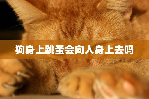 狗身上跳蚤會向人身上去嗎