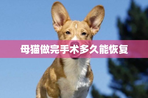 母貓做完手術多久能恢復