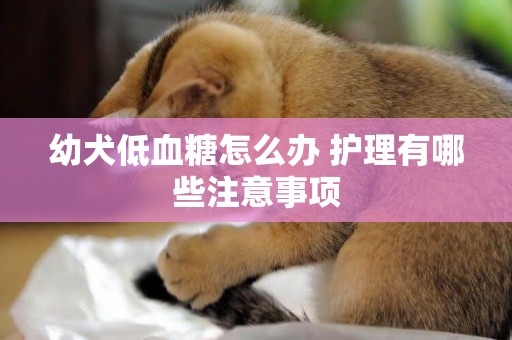 幼犬低血糖怎么辦 護理有哪些注意事項