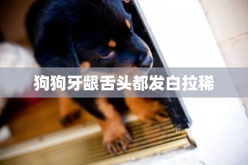 狗狗牙齦舌頭都發白拉稀