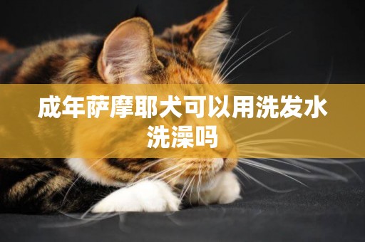 成年薩摩耶犬可以用洗發水洗澡嗎