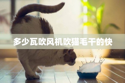 多少瓦吹風機吹貓毛干的快