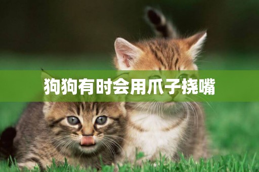 狗狗有時會用爪子撓嘴