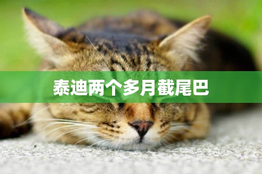 泰迪兩個多月截尾巴