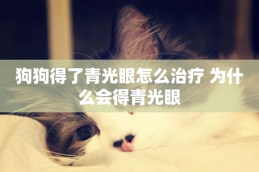 狗狗得了青光眼怎么治療 為什么會得青光眼