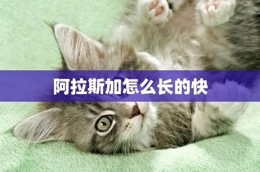 阿拉斯加怎么長的快