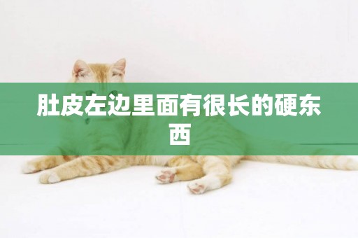 肚皮左邊里面有很長的硬東西