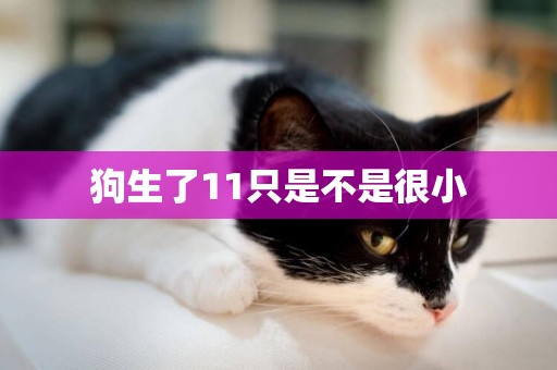 狗生了11只是不是很小