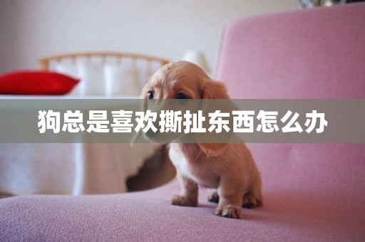 狗總是喜歡撕扯東西怎么辦