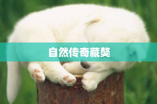 自然傳奇藏獒