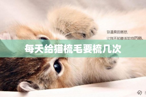 每天給貓梳毛要梳幾次